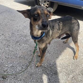 Catahoula Leopard Dog Dogs Available for Adoption in Austin, Texas - Mimi | PetCurious