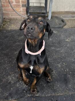 Maisie May -  Doberman Pinscher Dog for Adoption in Tucson, Arizona - Maisie May | PetCurious