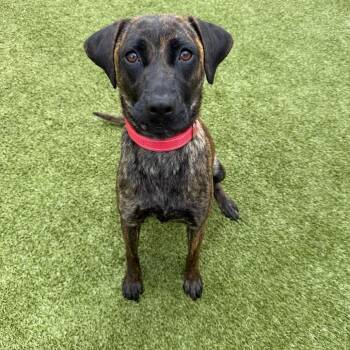 Lily -  Mixed Breed Dog for Adoption in Titusville, Florida - Lily | PetCurious