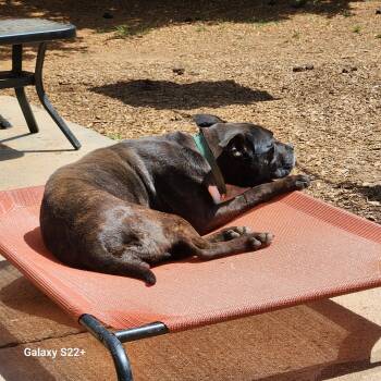 Pit Bull Terrier Dogs Available for Adoption in Powell, Tennessee - Margo | PetCurious