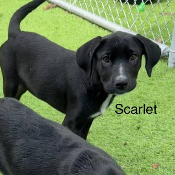 Scarlett -  Black Labrador Retriever and Bluetick Coonhound Dog for Adoption in Lakewood Ranch, Florida - Scarlett | PetCurious