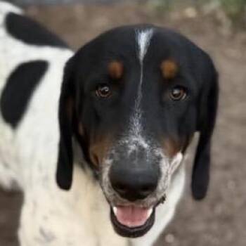 Basset Hound and Mixed Breed Dogs Available for Adoption in Chino Hills, California - Deuce - Costa Mesa Location | PetCurious