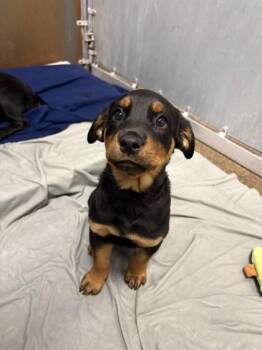 Regina -  Rottweiler and Mixed Breed Dog for Adoption in Roseville, California - Regina | PetCurious