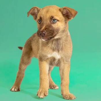 Husky Dogs Available for Adoption in Armonk, New York - AAD Upcoming Arrival!  Lord Farquaad - 26080 | PetCurious