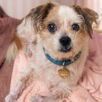 Bonnie -  Shih Tzu Dog for Adoption in Gilbert, Arizona - Bonnie | PetCurious