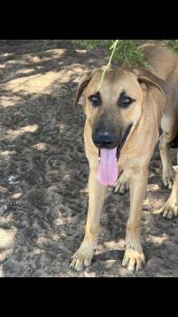 Cider -  German Shepherd Dog Dog for Adoption - Cider | PetCurious