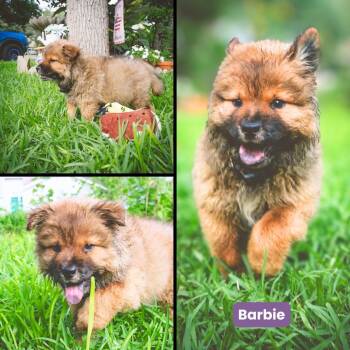 Barbie (BBQ) -  Chow Chow Dog for Adoption in Houston, Texas - Barbie (BBQ) | PetCurious