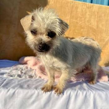 Phoebe -  Terrier and Mixed Breed Dog for Adoption in Visalia, California - Phoebe | PetCurious