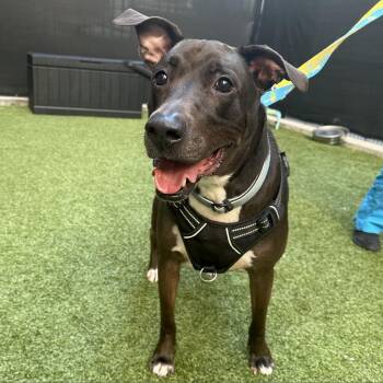 Rescue Mixed Breed Dogs for Adoption in New York, New York - Kobe | PetCurious