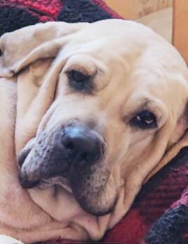 Rescue Fila Brasileiro Dogs for Adoption in Hermosa Beach, California - Babe The Fila | PetCurious