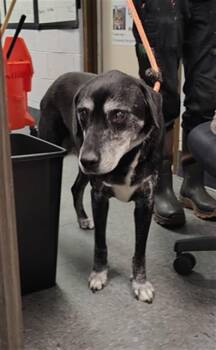 BEAU -  Labrador Retriever and Mixed Breed Dog for Adoption in Casper, Wyoming - BEAU | PetCurious