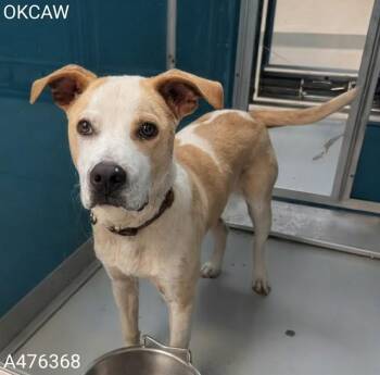 A476368 -  Pit Bull Terrier and Mixed Breed Dog for Adoption in Oklahoma City, Oklahoma - A476368 | PetCurious