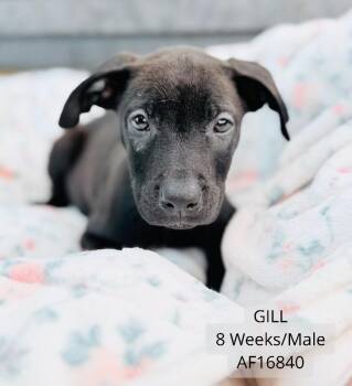 Gil -  Pit Bull Terrier Dog for Adoption - Gil | PetCurious