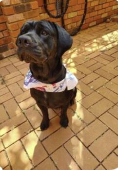 Freya -  Labrador Retriever Dog for Adoption in The Woodlands, Texas - Freya | PetCurious