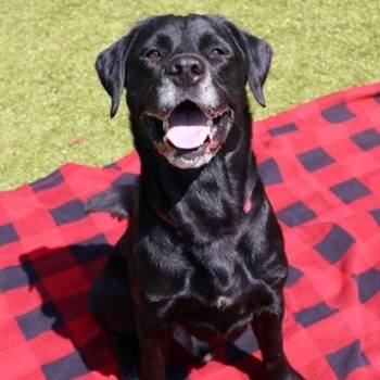 Ozzy -  Labrador Retriever Dog for Adoption in Bethel, Connecticut - Ozzy | PetCurious