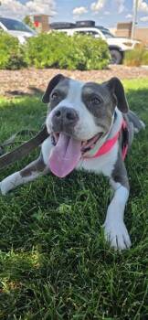 CLAUDIAN KAY -  Pit Bull Terrier and Mixed Breed Dog for Adoption in Colorado Springs, Colorado - CLAUDIAN KAY | PetCurious