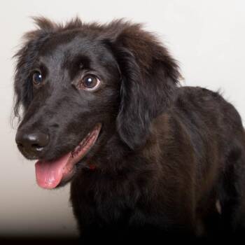 Gus D70013 -  Black Labrador Retriever and Poodle Dog for Adoption in Minnetonka, Minnesota - Gus D70013 | PetCurious