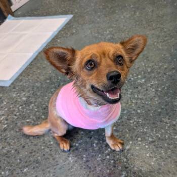 Chihuahua and Spaniel Dogs Available for Adoption in Chico, California - FLOWER | PetCurious
