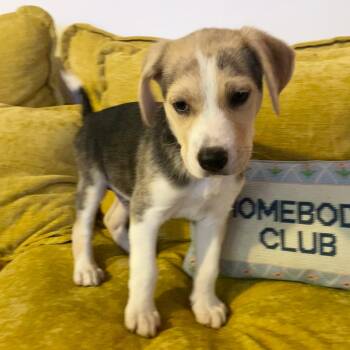 American Staffordshire Terrier Dogs Available for Adoption - Tiramisu | PetCurious