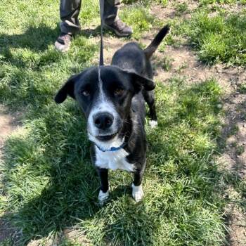 Mixed Breed Dogs Available for Adoption in Glenwood Springs, Colorado - Shelby | PetCurious