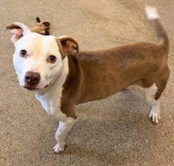 Sweet -  Pit Bull Terrier Dog for Adoption in Cleveland, Ohio - Sweet | PetCurious