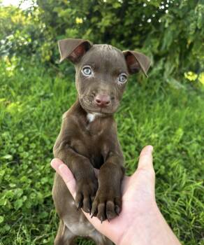 Jan -  Chocolate Labrador Retriever Dog for Adoption in Iron Ridge, Wisconsin - Jan | PetCurious