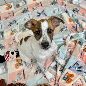 Banana Nut -  Mixed Breed Dog for Adoption in Westhampton, New York - Banana Nut | PetCurious
