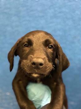 A255946 -  Labrador Retriever and Mixed Breed Dog for Adoption in Visalia, California - A255946 | PetCurious