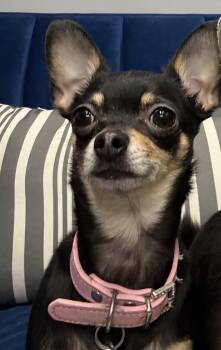 Chihuahua Dogs Available for Adoption in Owensboro, Kentucky - Sassy | PetCurious