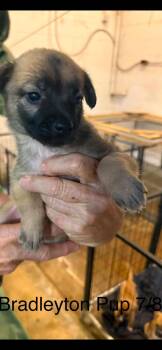 Bradleyton pups -  Husky and Black Mouth Cur Dog for Adoption in Brooksville, Florida - Bradleyton Pups | PetCurious