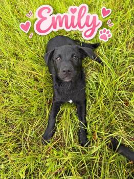 Emily -  Labrador Retriever Dog for Adoption in Panama City, Florida - Emily | PetCurious