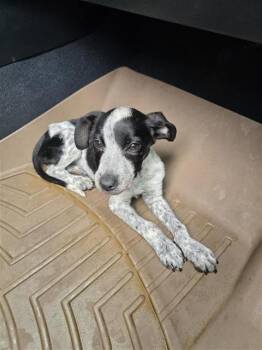 Hound Dogs Available for Adoption in San Antonio, Texas - NEVERRA | PetCurious