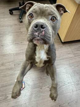 American Staffordshire Terrier Dogs Available for Adoption in Gillette, Wyoming - Einstein | PetCurious