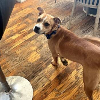 Woofcestershire Sauce -  Mixed Breed Dog Available for Adoption in Melrose, Florida - Woofcestershire Sauce | PetCurious