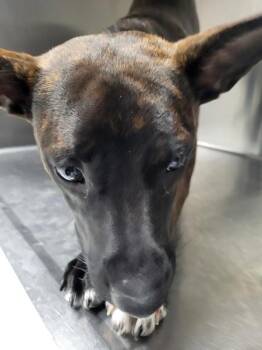 Ic- 15 -  Pit Bull Terrier Dog for Adoption in Lawrenceville, Georgia - Ic- 15 | PetCurious
