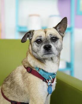 Gretta -  Pug Dog for Adoption in Pasadena, California - Gretta | PetCurious