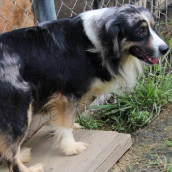 Rescue Australian Cattle Dog Blue Heeler Dogs for Adoption in Wheelersburg, Ohio - Blue Jean | PetCurious