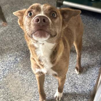 Norma -  Mixed Breed Dog for Adoption in Beaumont, Texas - Norma | PetCurious