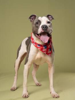 Spot -  Mixed Breed Dog for Adoption in Atlanta, Georgia - Spot | PetCurious