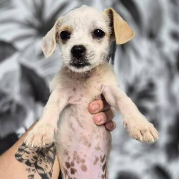 Luna -  Norfolk Terrier and Dachshund Dog for Adoption in Wahiawa, Hawaii - Luna | PetCurious