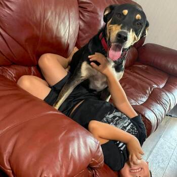 Rico -  Hound and Retriever Dog for Adoption in Corpus Christi, Texas - Rico | PetCurious