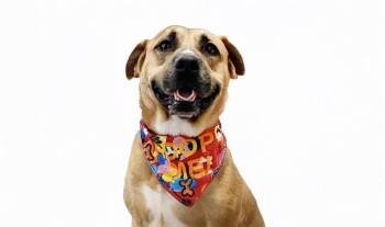 MADELINE -  Black Mouth Cur and Mixed Breed Dog for Adoption in Fort Lauderdale, Florida - MADELINE | PetCurious