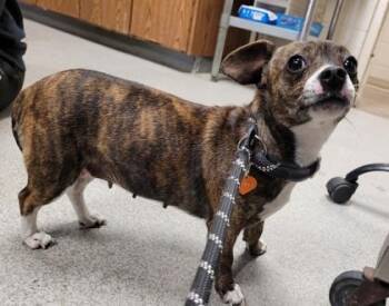 Chihuahua and Mixed Breed Dogs Available for Adoption - Esmerelda | PetCurious