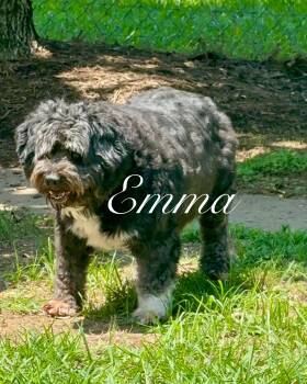 Rescue Mixed Breed Dogs for Adoption in Tunica, Mississippi - Emma Bonded With Benjamin | PetCurious