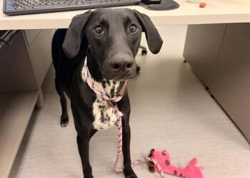 MOCHEE -  Dalmatian and Mixed Breed Dog for Adoption in Colorado Springs, Colorado - MOCHEE | PetCurious