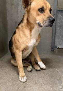 TWIX -  German Shepherd Dog and Mixed Breed Dog for Adoption in San Bernardino, California - TWIX | PetCurious