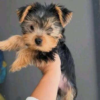 Bella -  Yorkshire Terrier Dog for Adoption in West Caldwell, New Jersey - Bella | PetCurious