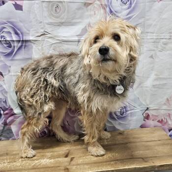 Wheaten Terrier Dogs Available for Adoption - Tuffy | PetCurious