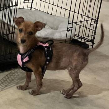 REN -  Chihuahua Dog for Adoption in Raleigh, North Carolina - REN | PetCurious