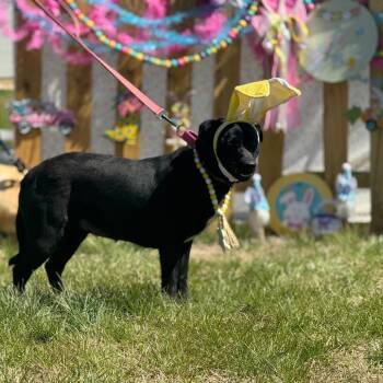 Corgi and Mixed Breed Dogs Available for Adoption in Blairsville, Georgia - ALPHARETTA - Louise/Lily | PetCurious